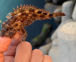 サクッとメバリング