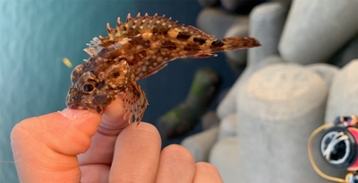 サクッとメバリング