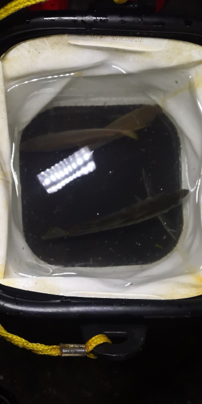 アジング練習 116