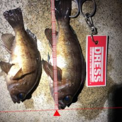 ちょこっとメバリング