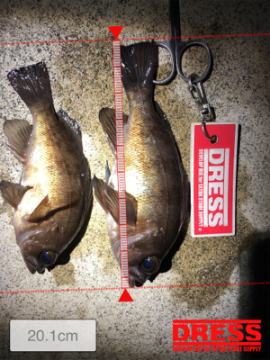 ちょこっとメバリング