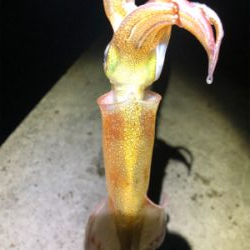 仕事終わりにヤリイカエギング
