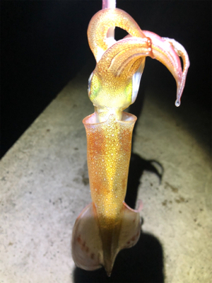 仕事終わりにヤリイカエギング