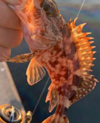 メバル昇り調子