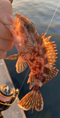 メバル昇り調子