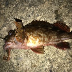 厳しくなってきましたねぇ