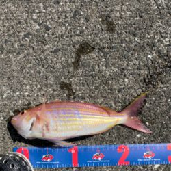 ライトショアジギング