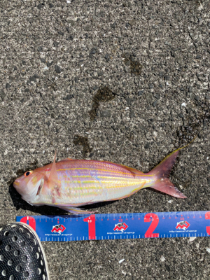 ライトショアジギング