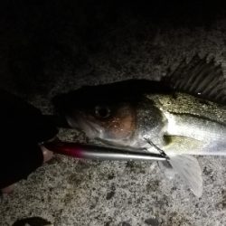 ナイトシーバスゲーム