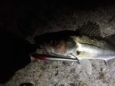 ナイトシーバスゲーム