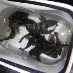 そよ風メバリング