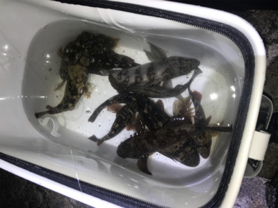 そよ風メバリング