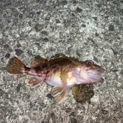 メバルを求めて