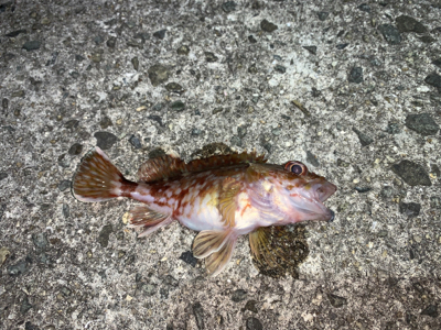 メバルを求めて