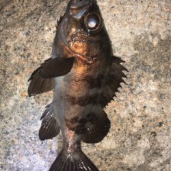 ライトゲーム！