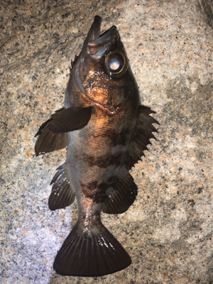 ライトゲーム！