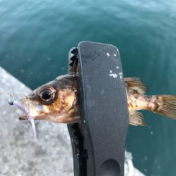 大アジ狙いのはずが…