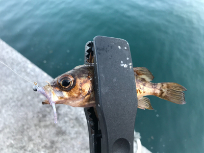 大アジ狙いのはずが…