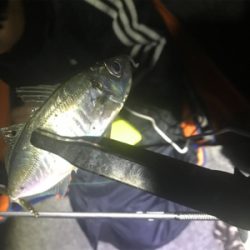 まだまだアジング