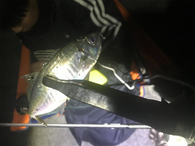 まだまだアジング