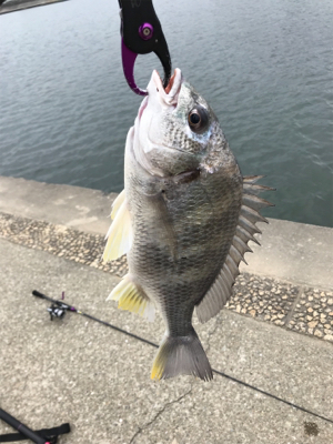 怒涛の3連チャン