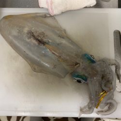 北九州ティップラン