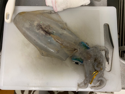 北九州ティップラン