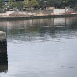 やっぱりハネには会えませんでしたが….