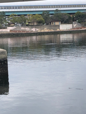 やっぱりハネには会えませんでしたが….