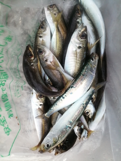 今日もサビキ！