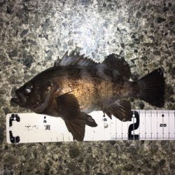 深夜のメバリング