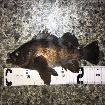 深夜のメバリング