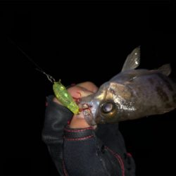 メバルプラッキング