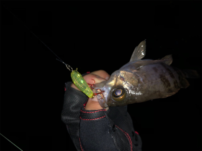 メバルプラッキング