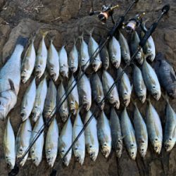 爆釣　アジプラッギング