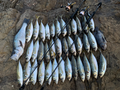 爆釣　アジプラッギング