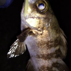 ナイトメバリング