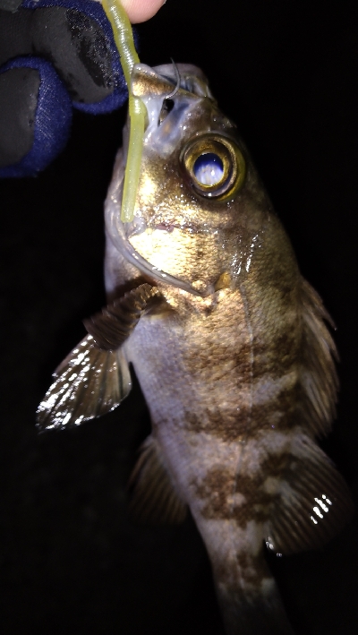 ナイトメバリング