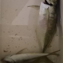 アジング 練習 118