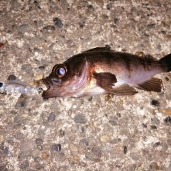 トゥイッチ強し