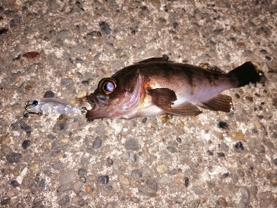 トゥイッチ強し