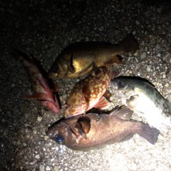 同じような釣果