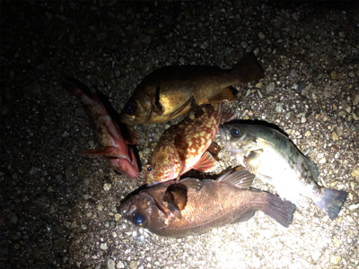 同じような釣果