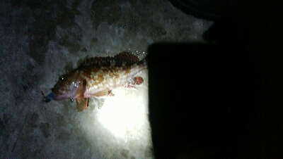 五目達成ならず・・・