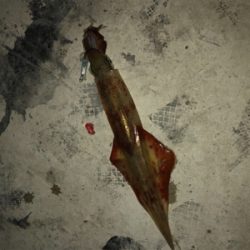 メバルのちヤリイカ