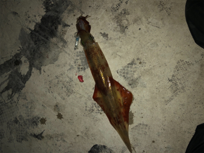 メバルのちヤリイカ