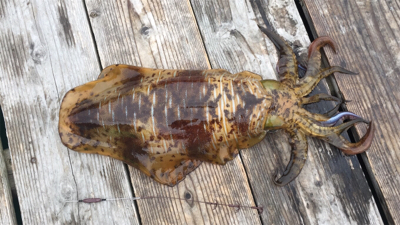 つりぴぃぽぉ釣果