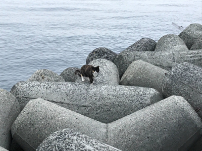 2020ライトゲーム第8戦