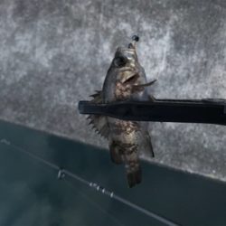 メバルを求めて⑦