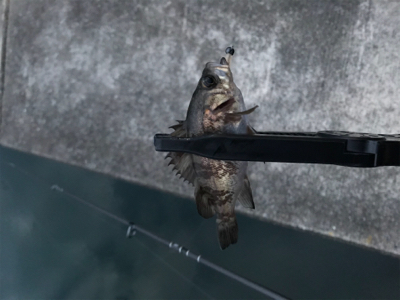 メバルを求めて⑦